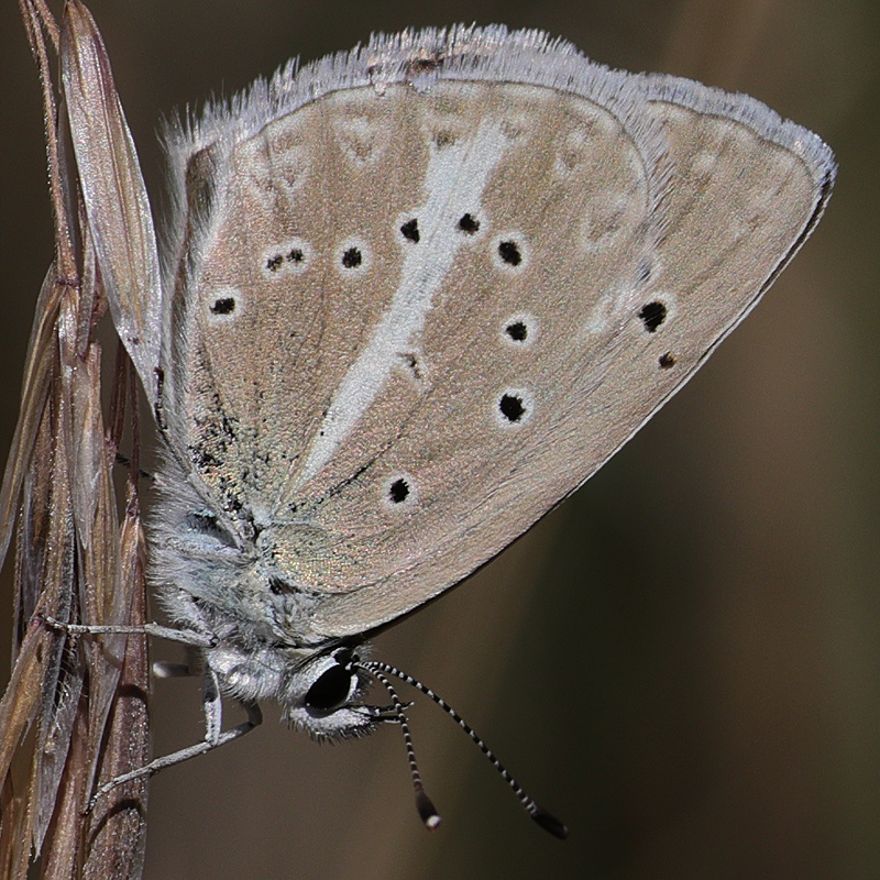 Polyommatus wagneri iphiactis female