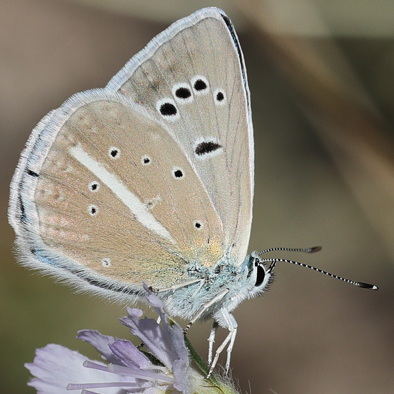 Polyommatus wagneri iphiactis