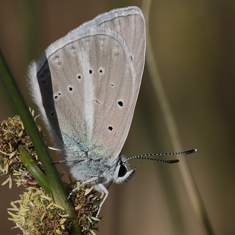Polyommatus damocles urartua