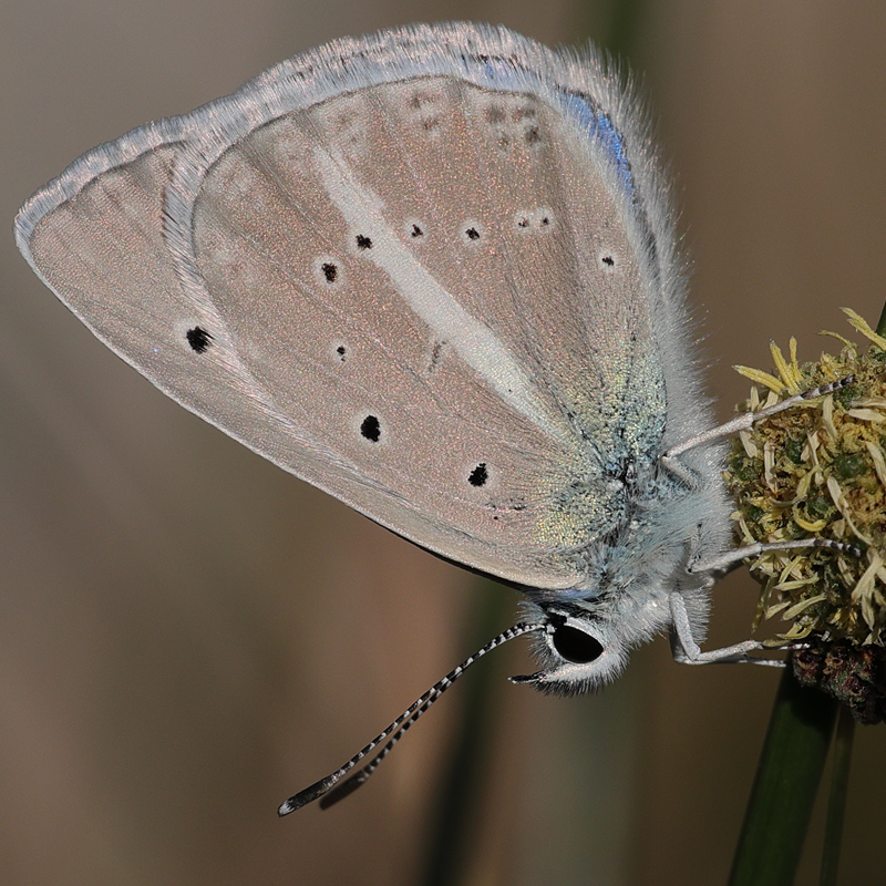Polyommatus damocles urartua