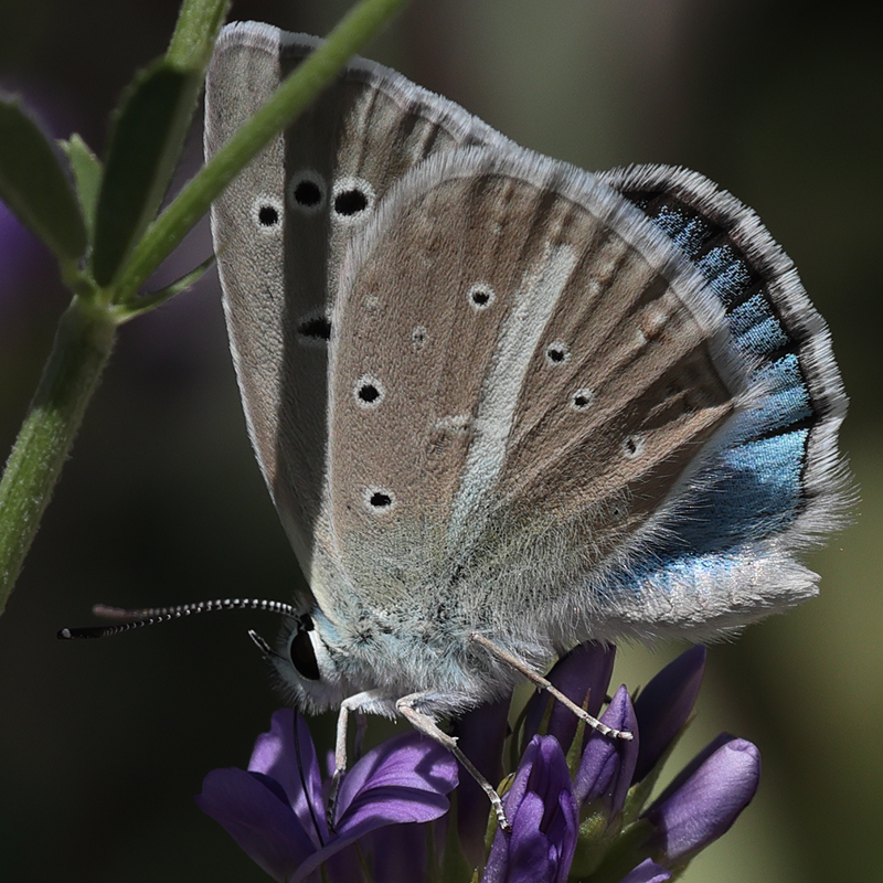Polyommatus sp.