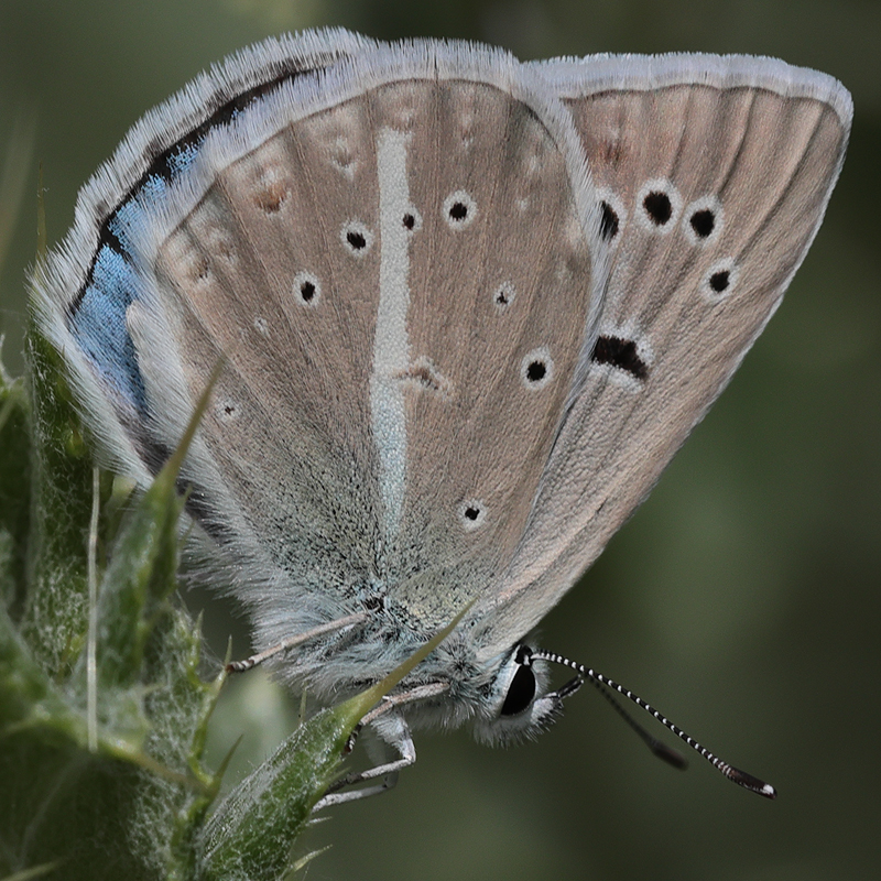 Polyommatus sp.