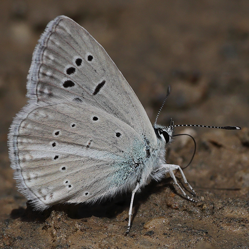 Polyommatus cyaneus