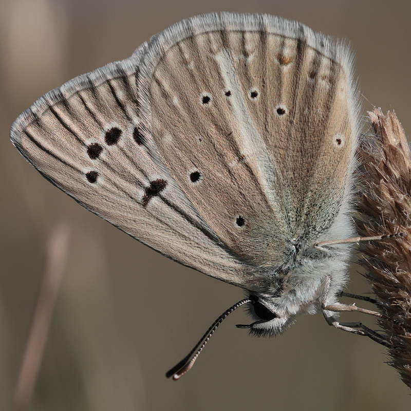 Polyommatus sp.