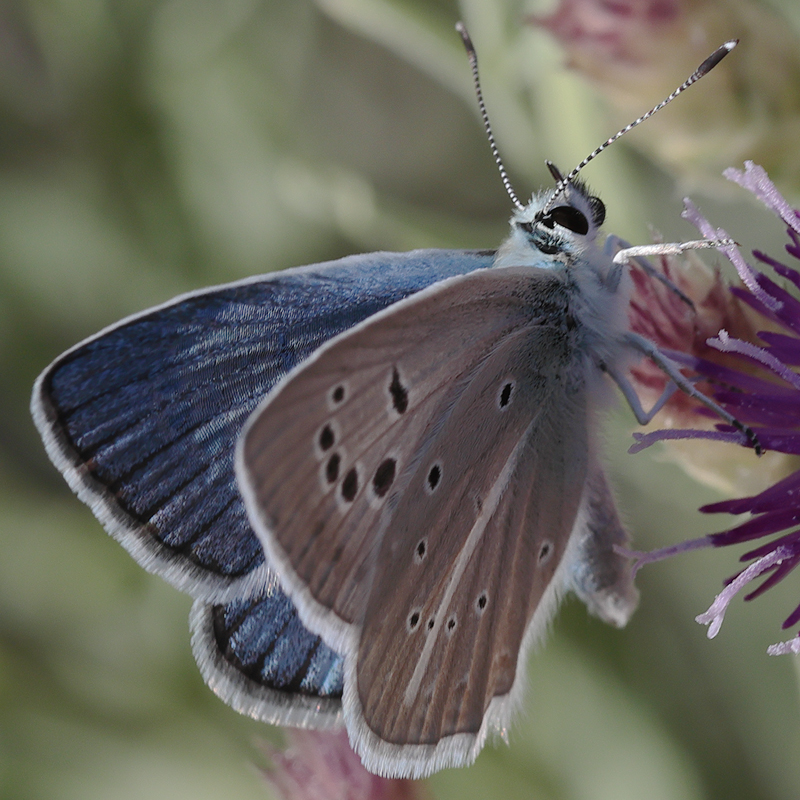 Polyommatus sp.