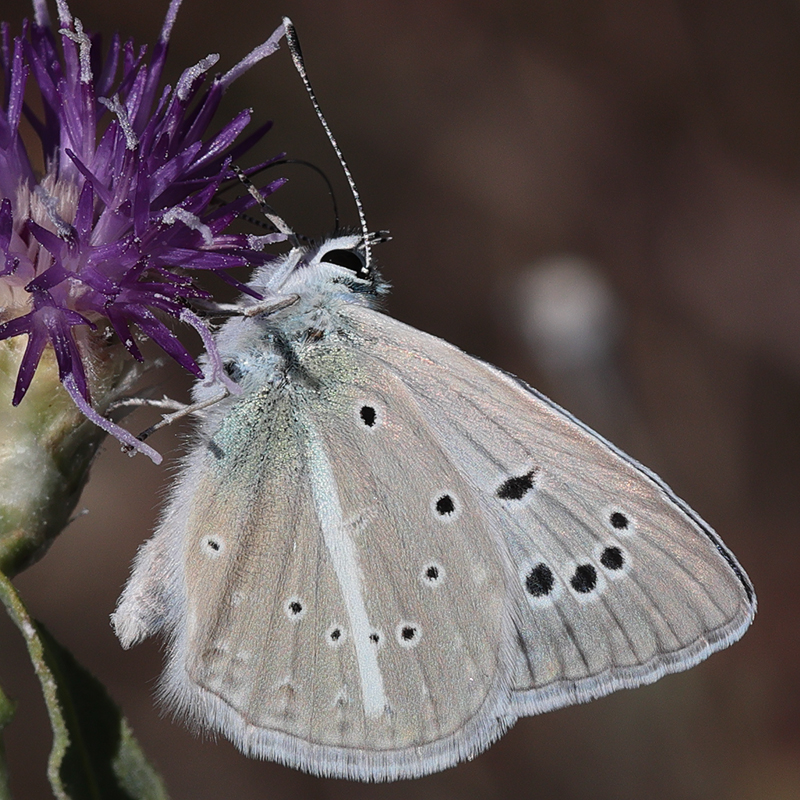 Polyommatus sp.