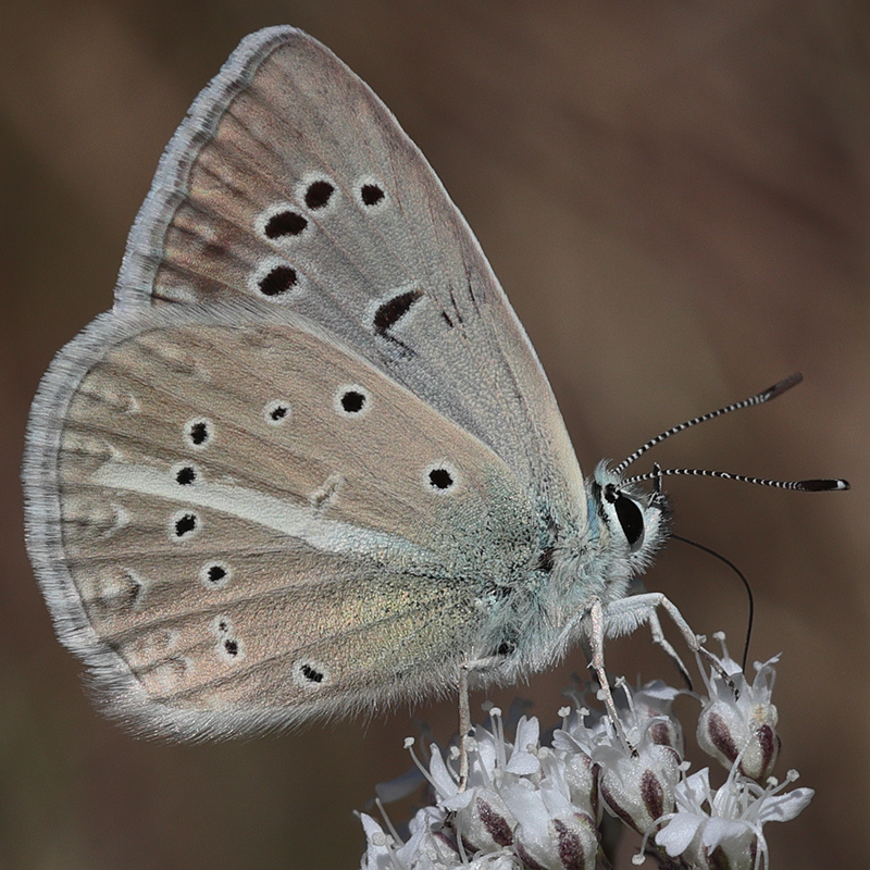 Polyommatus sp.