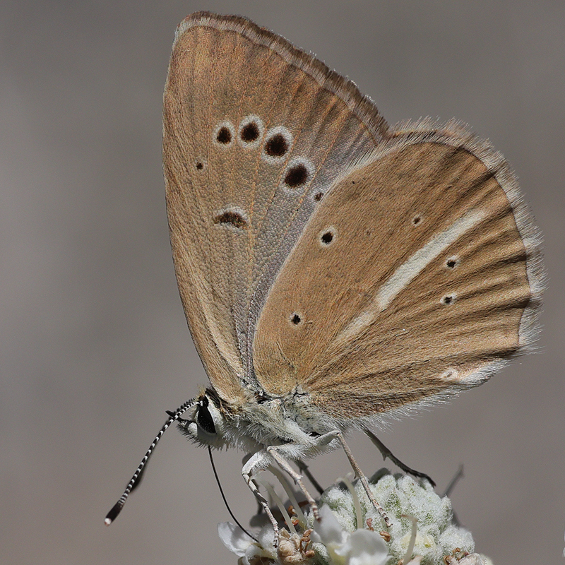 Polyommatus dantchenkoi female