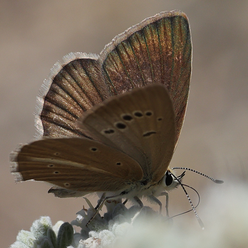 Polyommatus dantchenkoi female