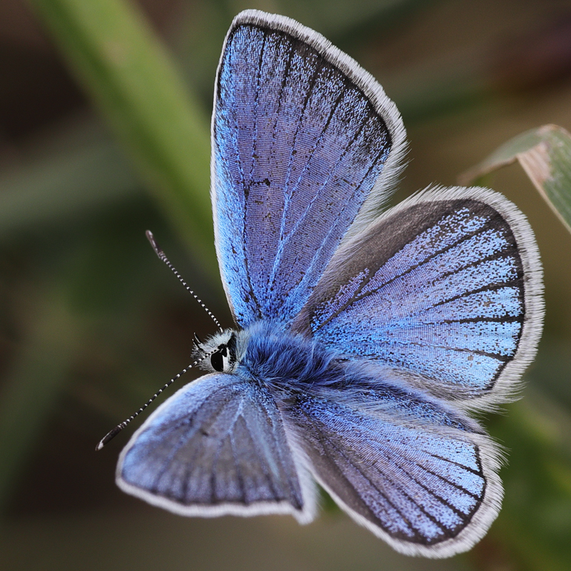 Polyommatus turcicola