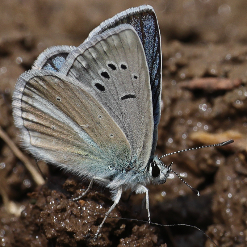Polyommatus vanensis