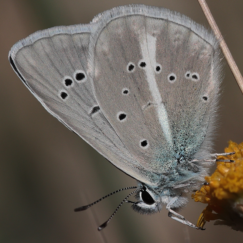 Polyommatus iphigenia