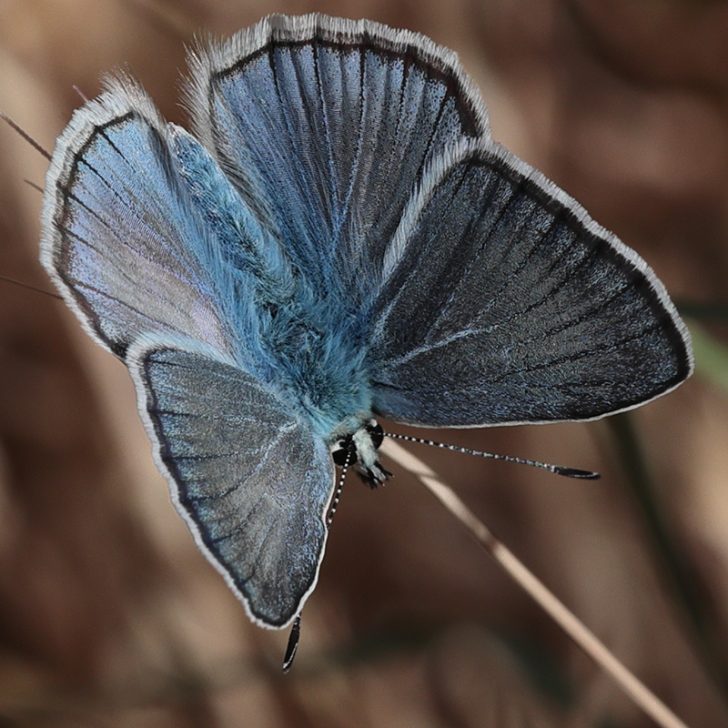 Polyommatus iphigenia