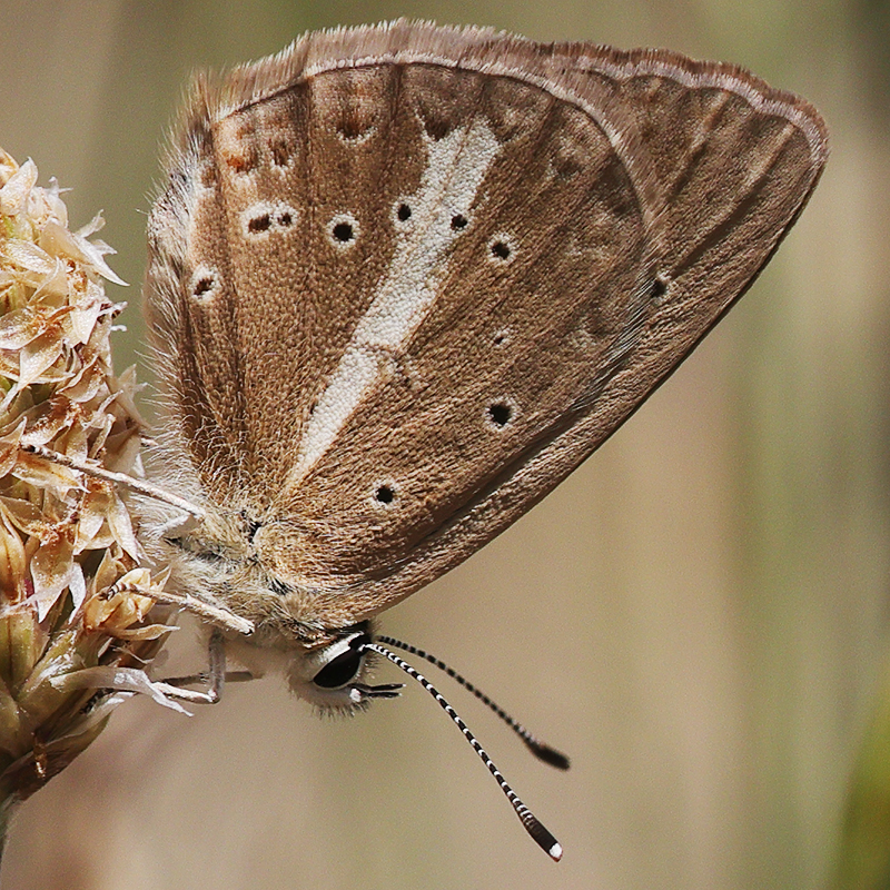 Polyommatus sp.