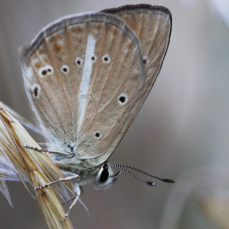Polyommatus sp.