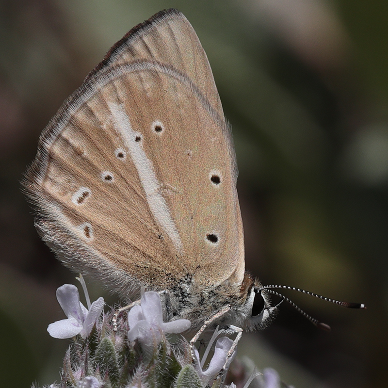 Polyommatus ripartii paralcestis