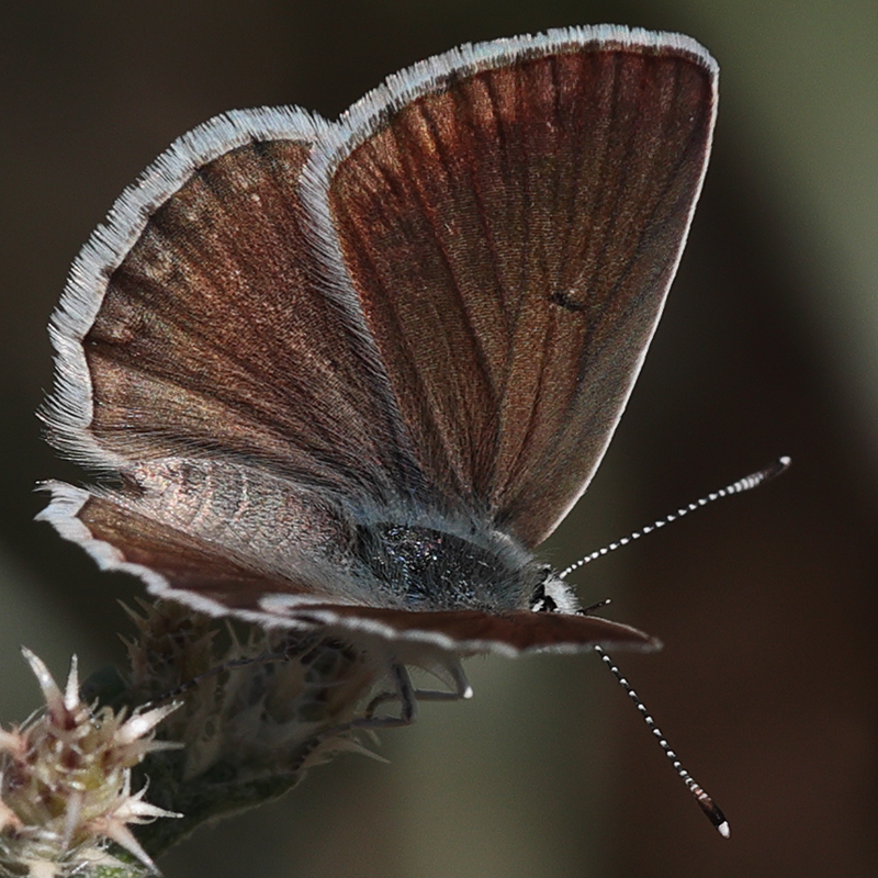 Polyommatus wagneri iphiactis female