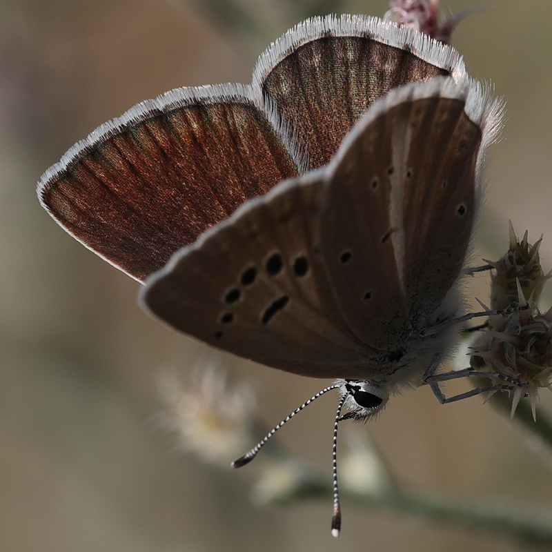 Polyommatus wagneri iphiactis female