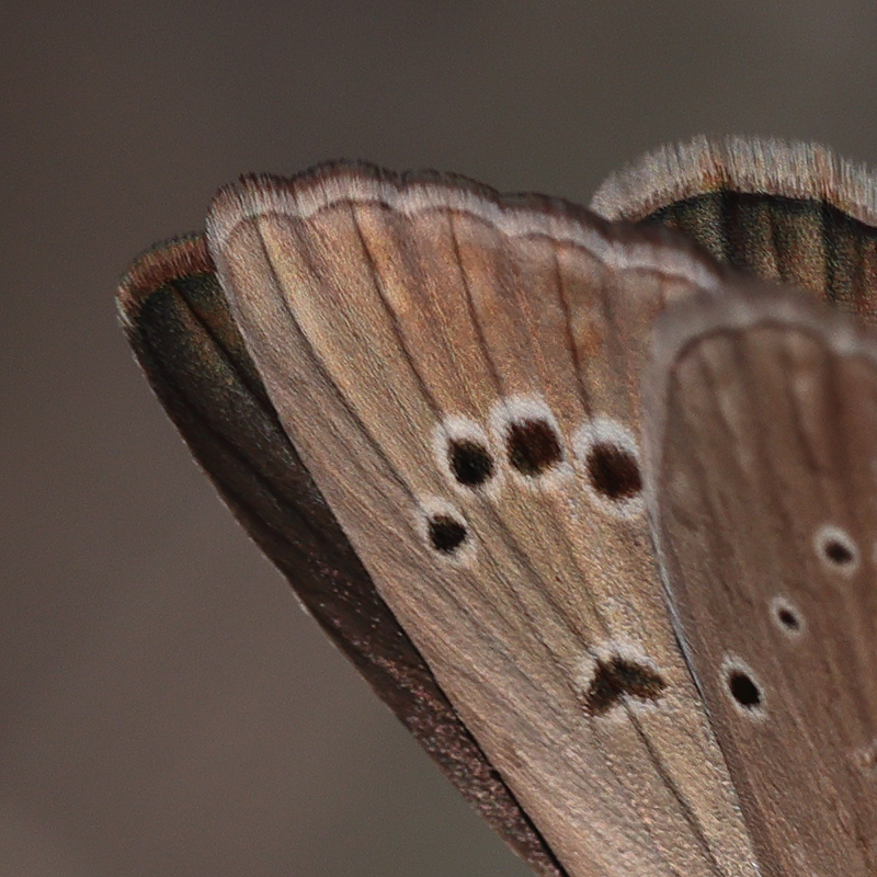 Polyommatus demavendi