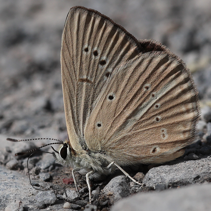 Polyommatus ripartii paralcestis