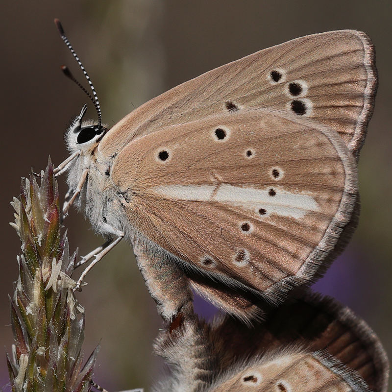 Polyommatus demavendi
