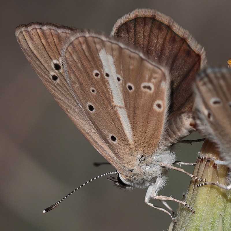 Polyommatus demavendi female