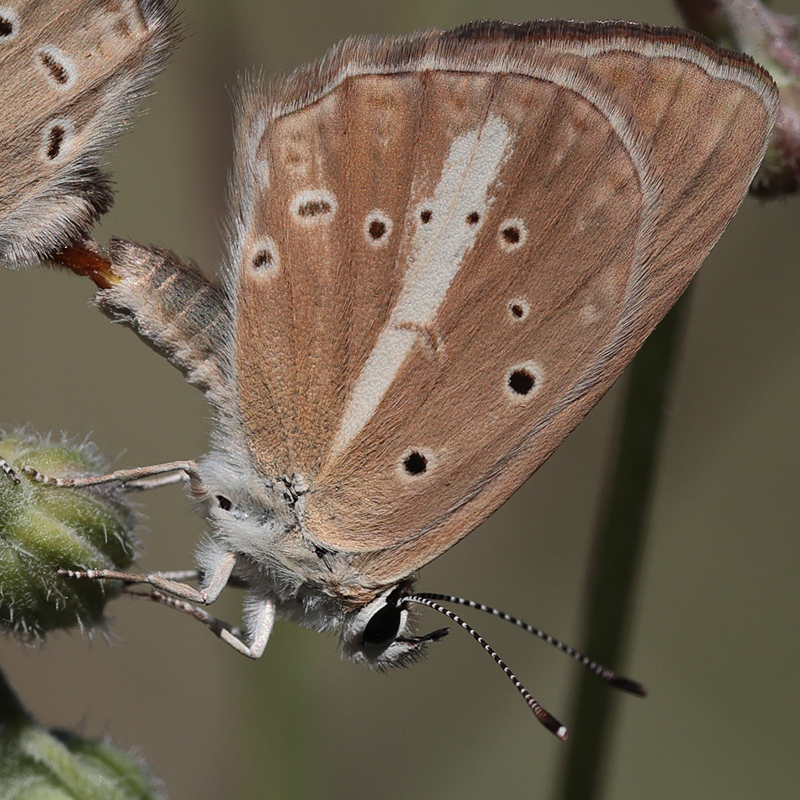 Polyommatus demavendi female