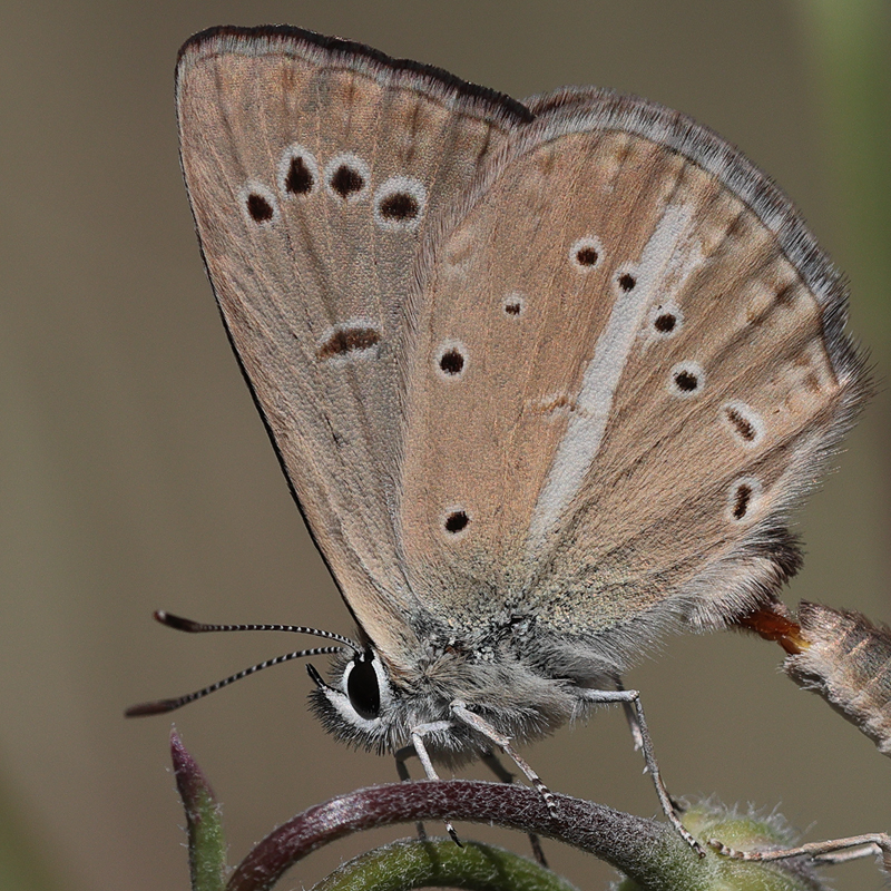 Polyommatus demavendi copula