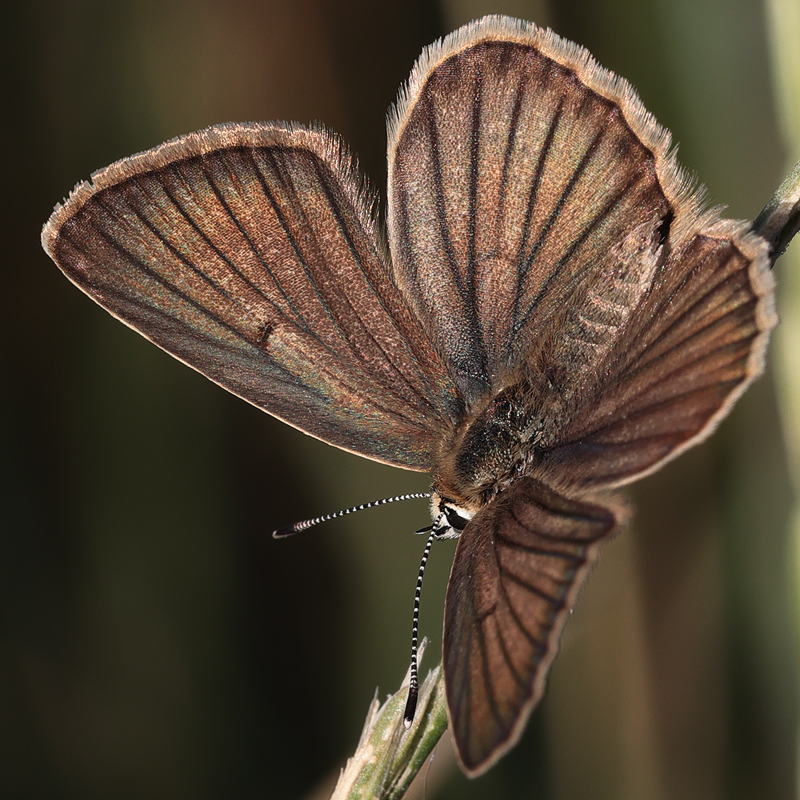 Polyommatus demavendi female
