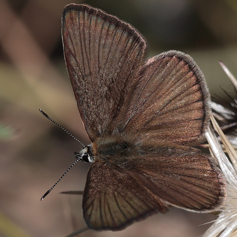 Polyommatus demavendi female