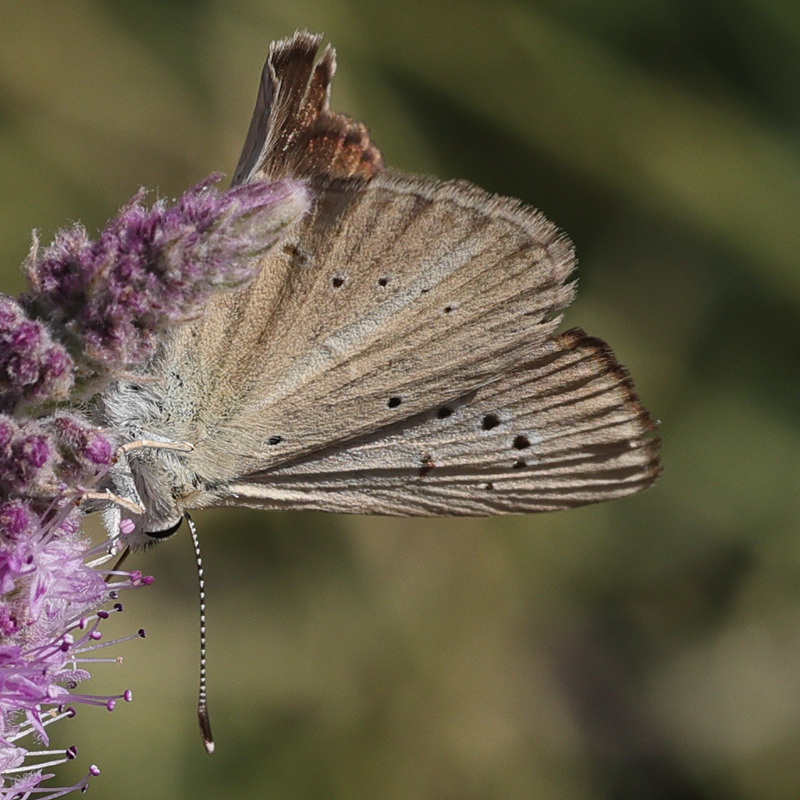 Polyommatus alcestis karacetinae