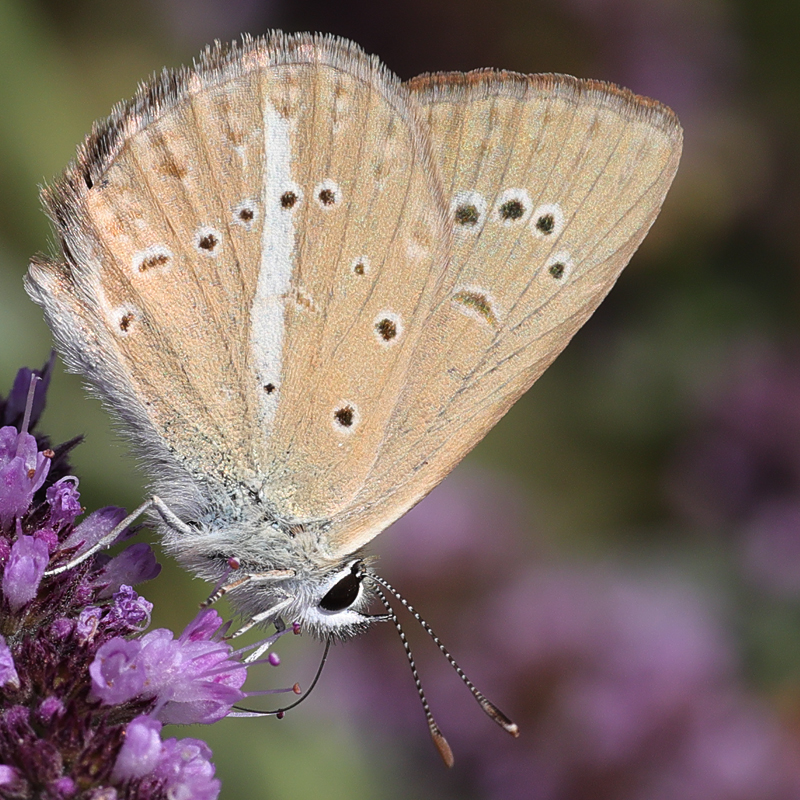 Polyommatus demavendi female