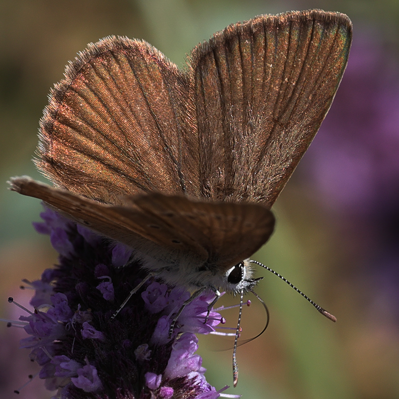 Polyommatus demavendi female