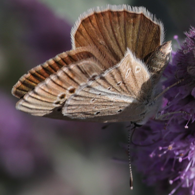 Polyommatus ripartii paralcestis female