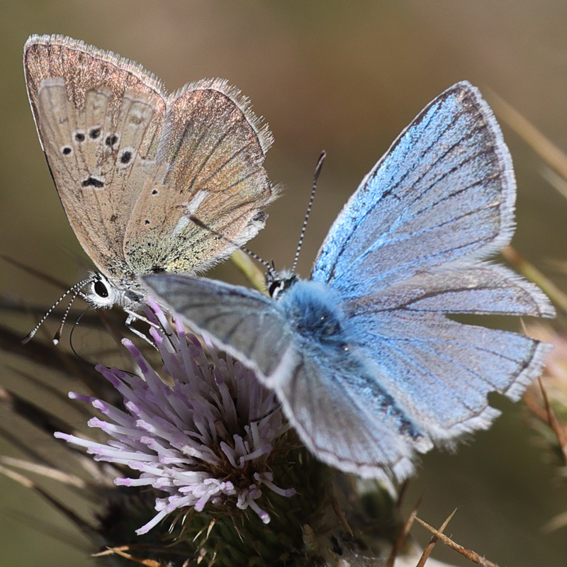 Polyommatus vanensis copula attempt