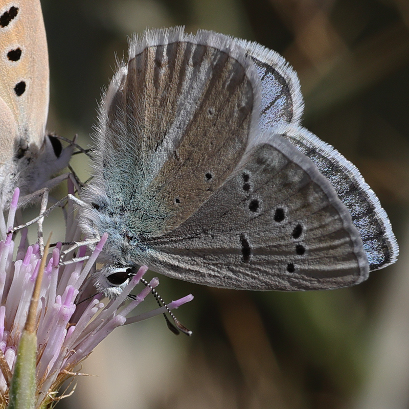 Polyommatus vanensis