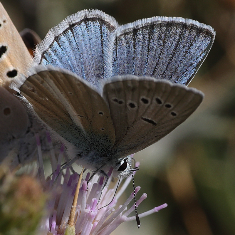 Polyommatus vanensis