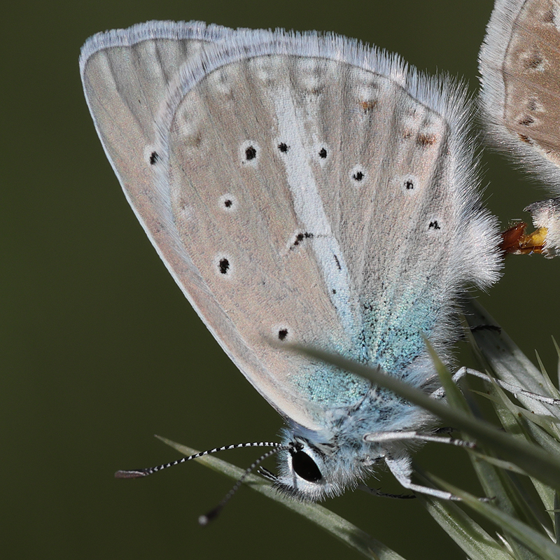 Polyommatus pseudactis