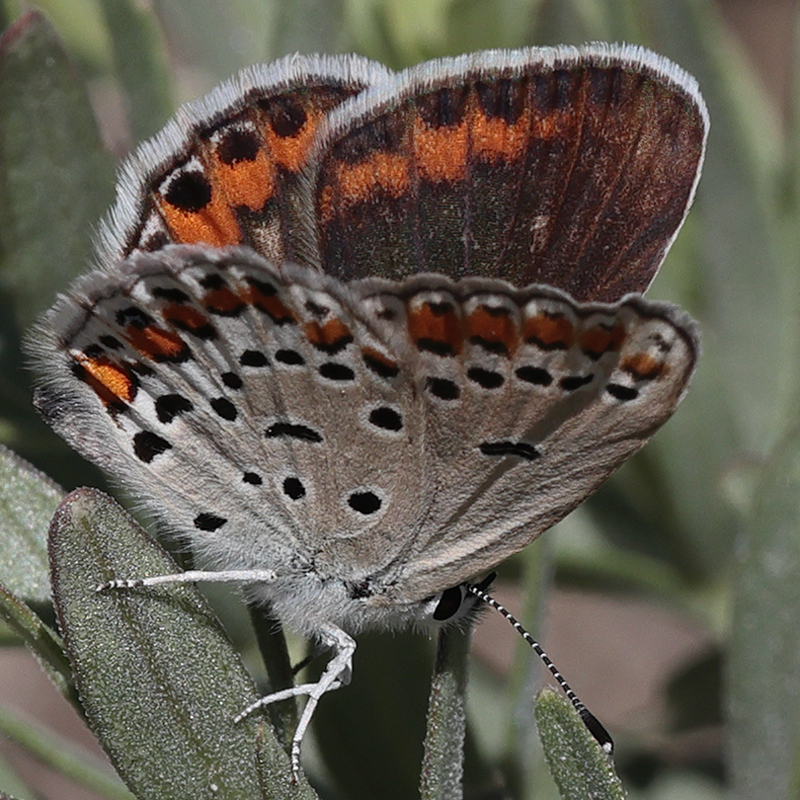 Kretania eurypilus (iranica)