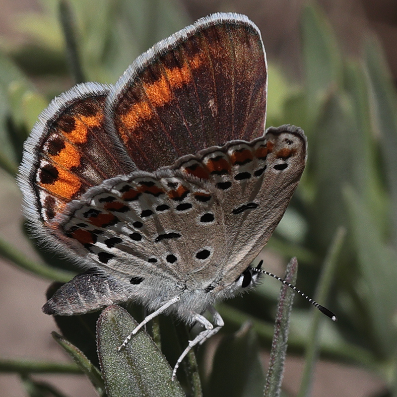 Kretania eurypilus (iranica)