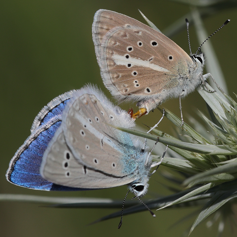 Polyommatus pseudactis copula