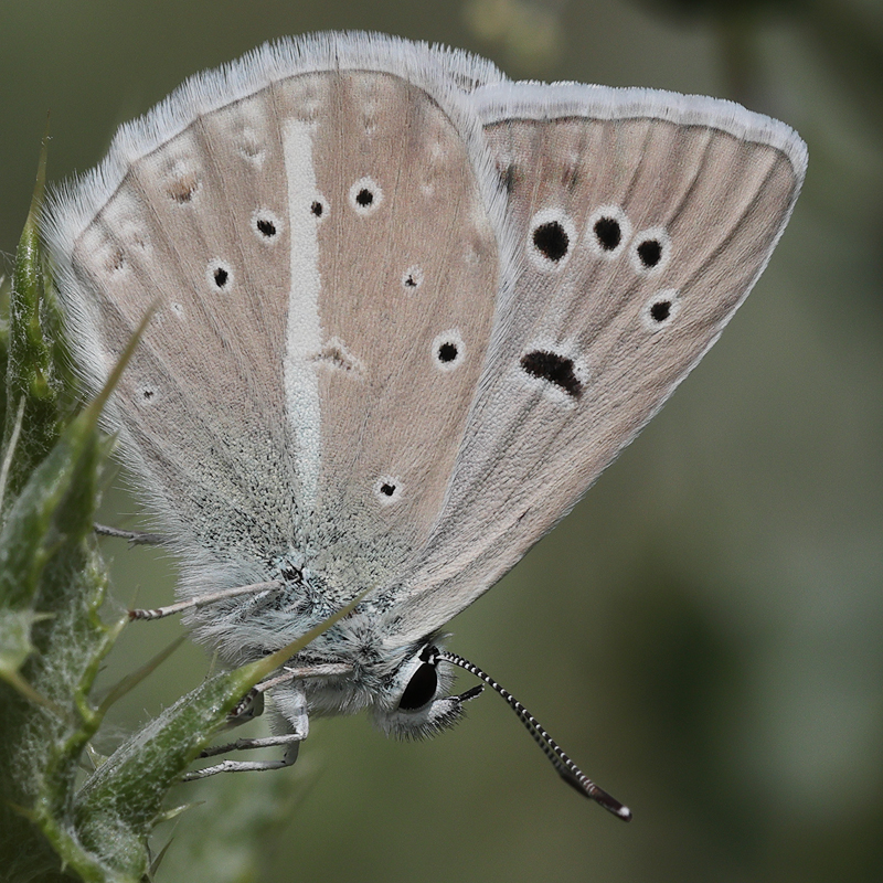 Polyommatus sp.
