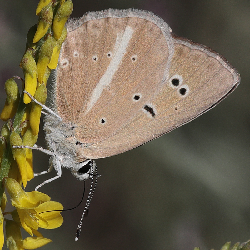 Polyommatus sp.