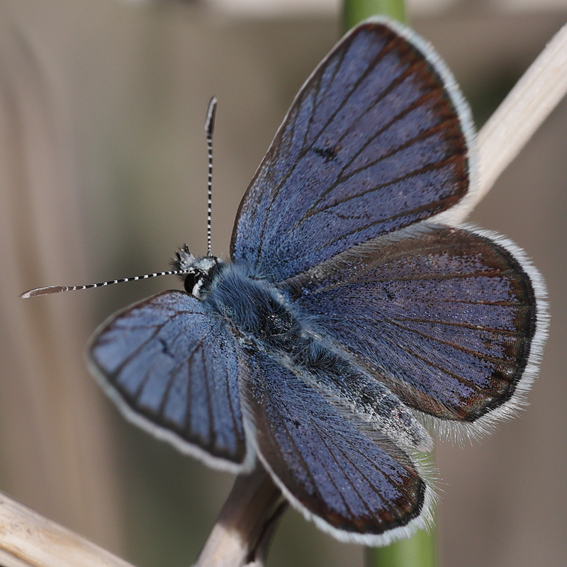 Plebejus morgianus
