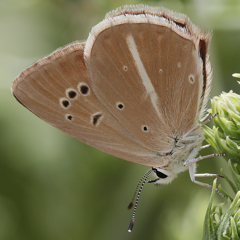 Polyommatus sp.