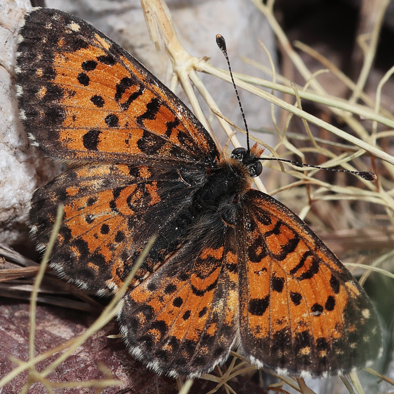 Melitaea trivia