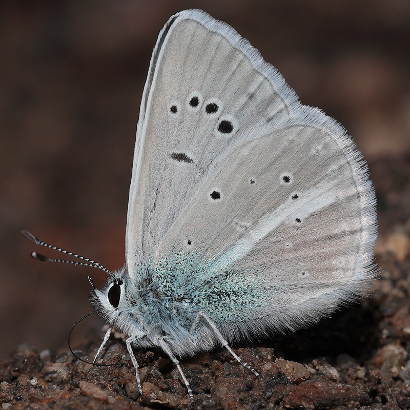 Polyommatus baytopi