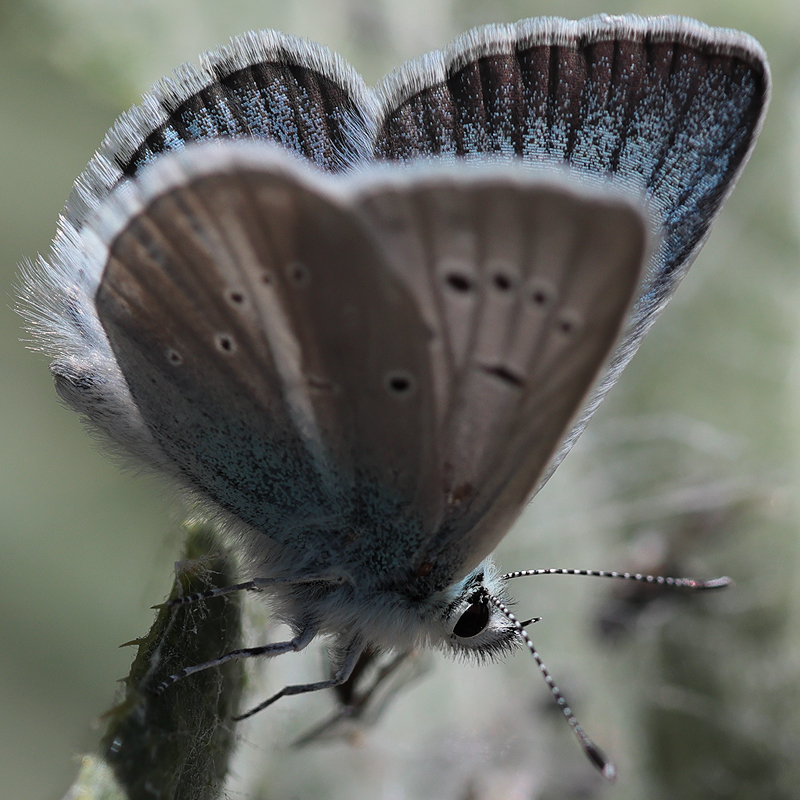 Polyommatus baytopi