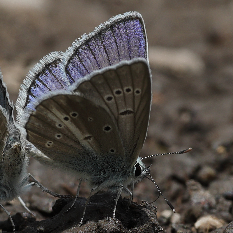 Polyommatus anticarmon