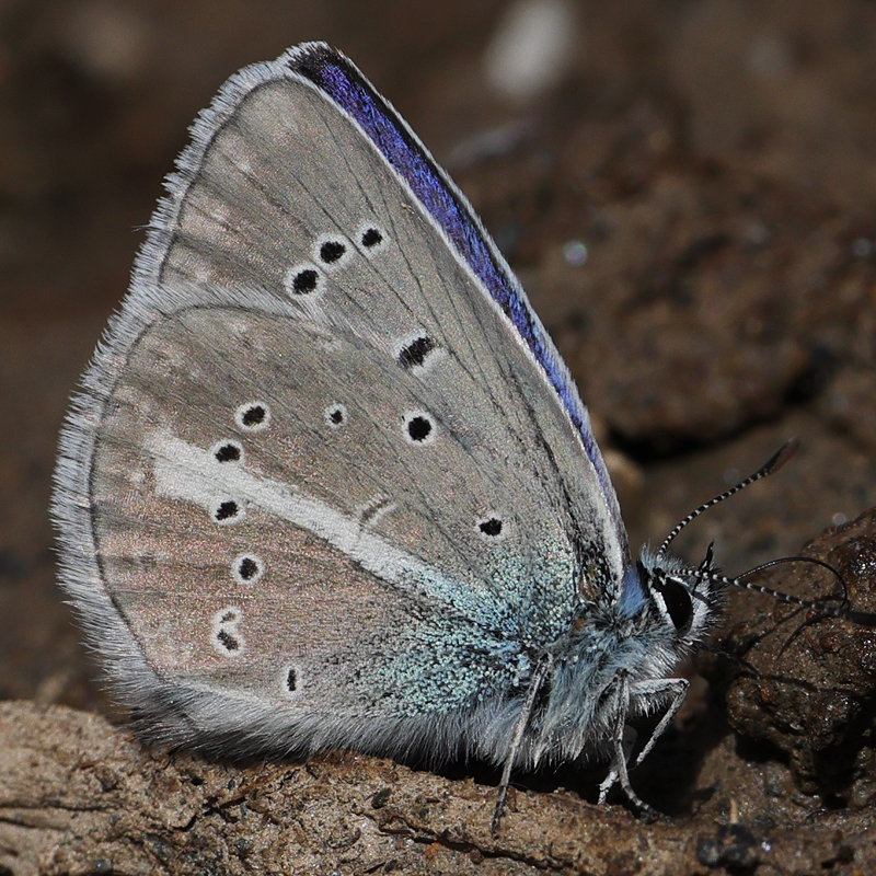 Polyommatus anticarmon